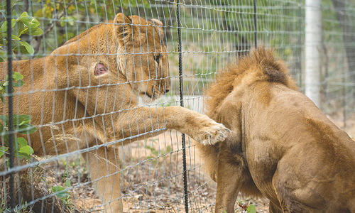 IHC asks govt to fix responsibility for mistreatment of lions in Islamabad