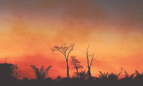 Brazil lost 1600 sq km of Amazon forest last month