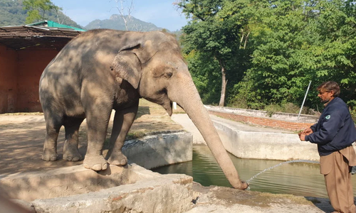 Release of Kaavan the elephant reignites zoo debate in Pakistan