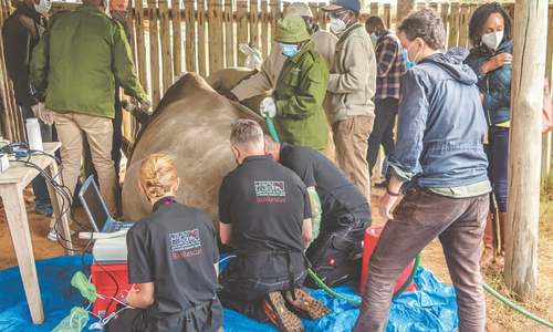 Scientists harvest more eggs from near-extinct northern white rhino