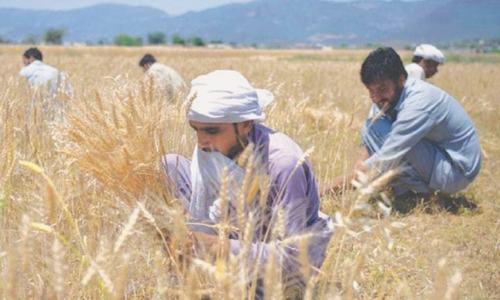 Permits for 1.57m tonnes of wheat import issued