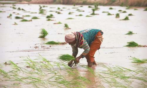Rice exports need more attention