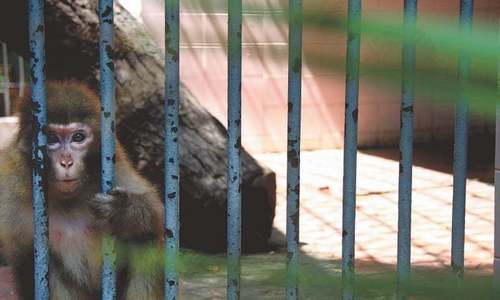 &lsquo;Zoo animals have not adapted to surviving in the wild&rsquo;