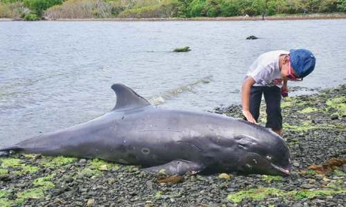 Nine whales stranded on Mauritius beaches