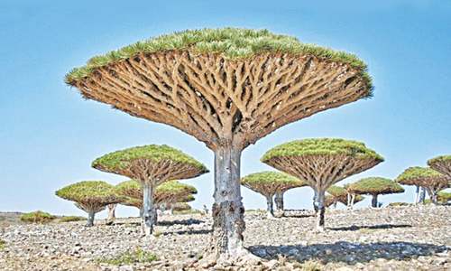Unusual trees around the world