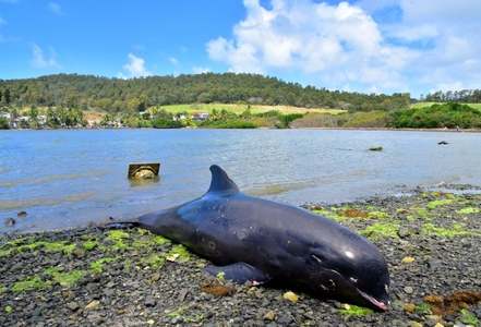 Dying mother dolphin struggles to save baby in Mauritius lagoon after oil spill