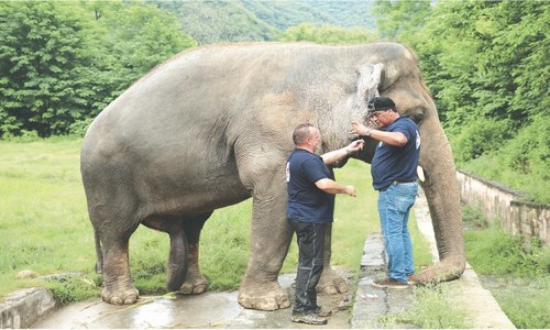 Pakistan&rsquo;s only Asian elephant prepared for new home