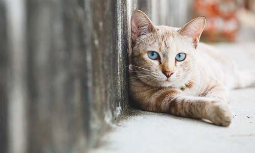 Be kind to stray animals