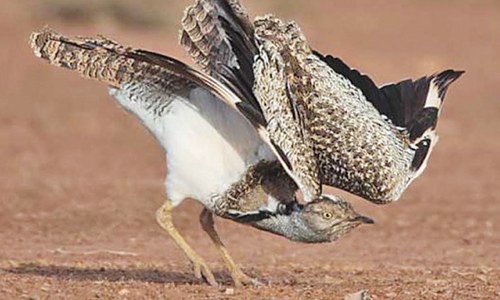 1,700 houbara bustards released in Cholistan desert 1,700 houbara bustards released in Cholistan desert