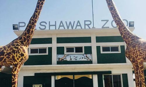 Injured Bengal tigress dies in Peshawar zoo