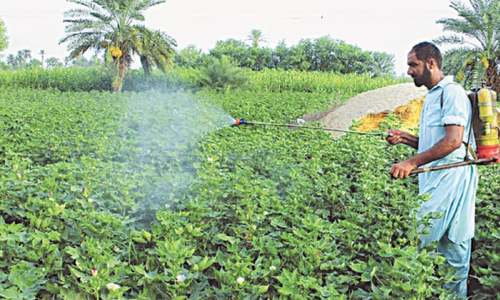 Rabi crops production targets set