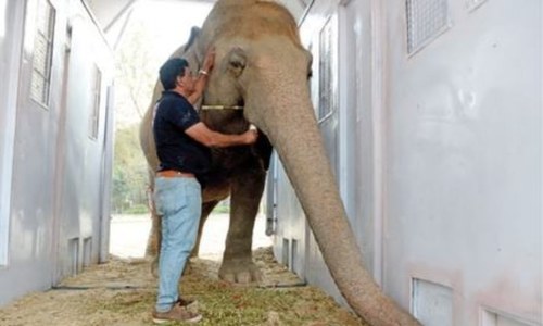 Kaavan gets new enclosure for training before departure