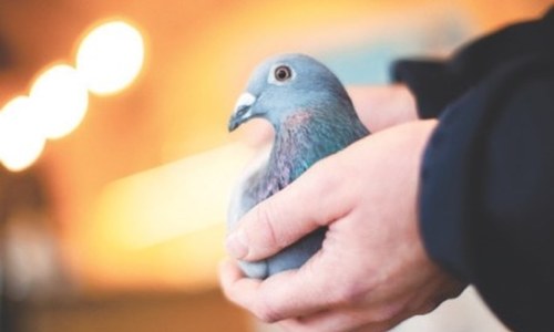 Chinese financier buys pigeon for record 1.6m euros