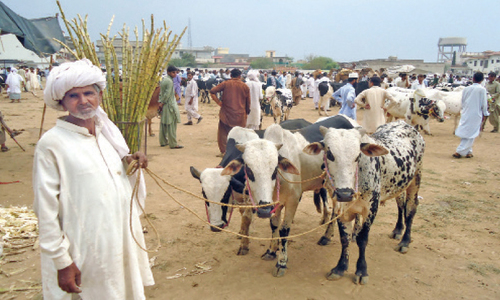 Villagers say mysterious diseases killing cattle in Thar