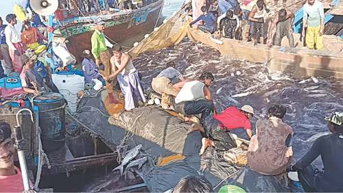 Biggest catch in three decades brings joy to Thatta fishermen
