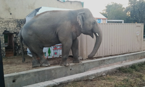 'Loneliest' elephant Kaavan set to leave for Cambodian sanctuary