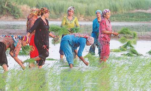 Saudi govt delists ‘Kernal’ rice trademark on Pakistan’s objection Saudi govt delists ‘Kernal’ rice trademark on Pakistan’s objection