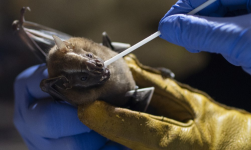 Bats in focus as scientists hunt for clues to prevent next pandemic Bats in focus as scientists hunt for clues to prevent next pandemic