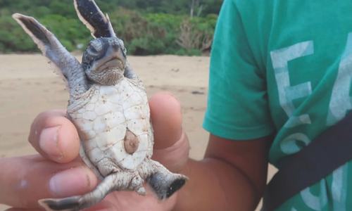 Indonesian baby sea turtles make a break for freedom