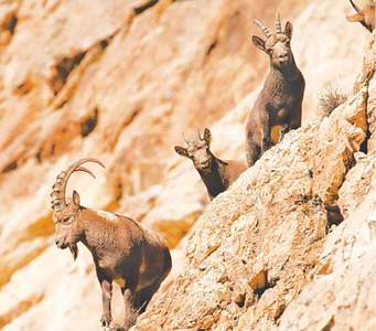 Large herd of Himalayan ibex filmed in Hunza valley