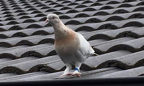 Australia to kill pigeon that crossed the Pacific from US state of Oregon