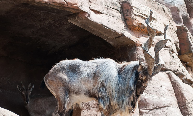 American hunts Astore markhor with 41-inch horns