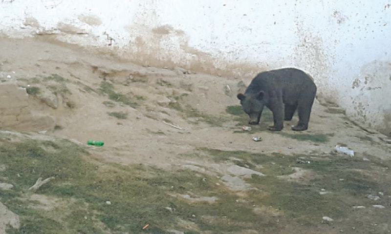 New cage to be built for lonely bear cub kept in 'poor conditions' at Karachi Zoo, court told New cage to be built for lonely bear cub kept in 'poor conditions' at Karachi Zoo, court told