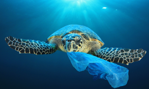 The year 2050 will see more plastic in the ocean than fish. This campaign aims to change that