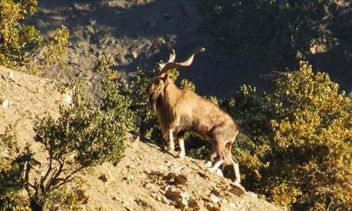 Russian hunts Kashmir Markhor in Chitral