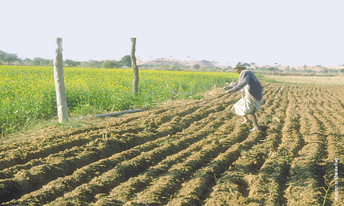 Ambitious agri plan seeks to increase rabi, kharif yields