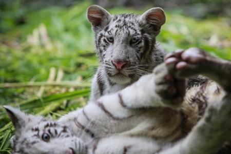 Two white tiger cubs likely died of Covid-19, Lahore Zoo officials say