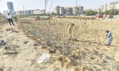 200-acre urban forest being developed by city&rsquo;s seashore