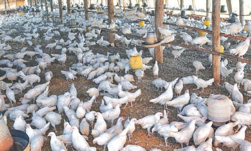 Bird flu threat looms amid weak disease surveillance by govt