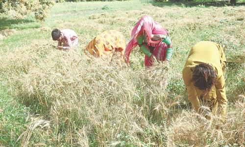 Sindh eyes wheat production target of 4m tonnes