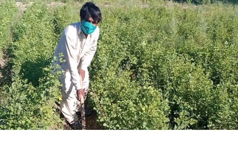 No increase in designated forests after completion of tree tsunami project in KP No increase in designated forests after completion of tree tsunami project in KP