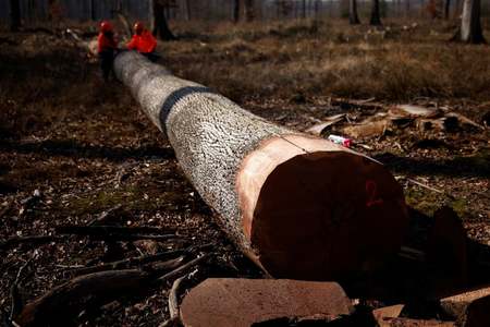 Two-thirds of tropical rainforest destroyed or degraded: study