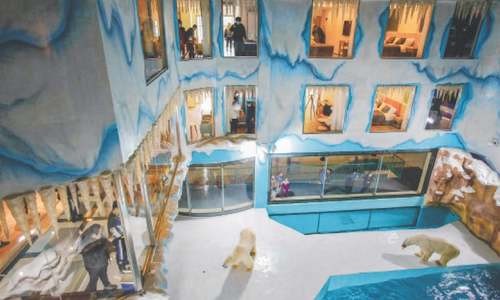 Frosty reception for China hotel with polar bears on show