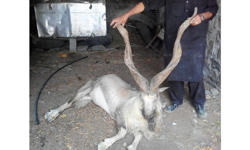 Private operators misusing trophy hunting scheme