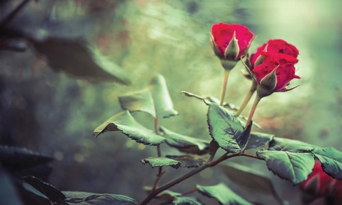 POETRY: THE JOURNEY OF THE METAPHOR