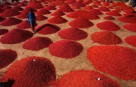A red chilli area