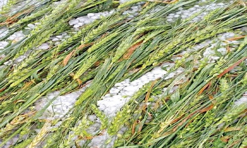 Hailstorm pounds more misery on farmers