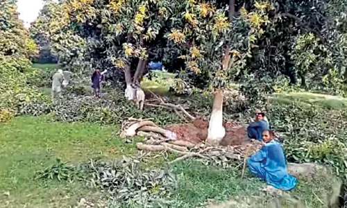 Orchards of Mango City being devoured by housing schemes