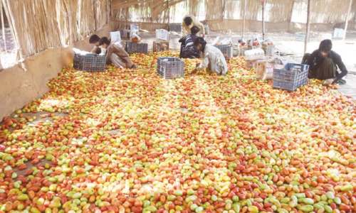 Price instability affecting tomato growers, consumers