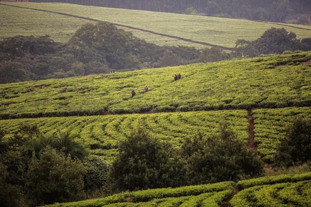 UK conglomerate sued over rape allegations by Malawi tea workers