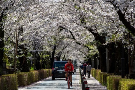 Japan&rsquo;s cherry blossoms see early bloom amid warming