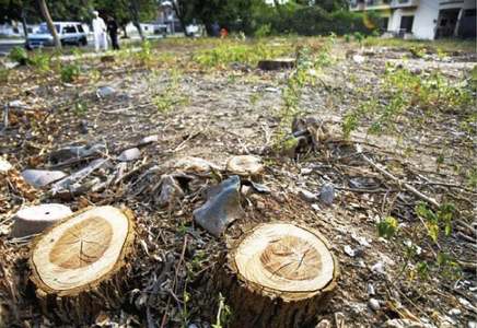 LHC bans tree felling to stop environment degradation
