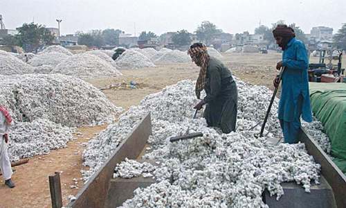 Ginners oppose cotton imports from India