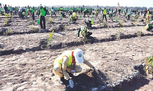 Ministry finally agrees on special audit of billion tree project Ministry finally agrees on special audit of billion tree project