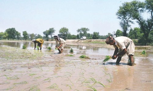 Production targets set for kharif crops