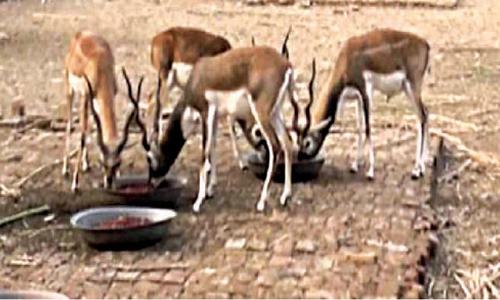 Black bucks being reared in Cholistan’s natural habitat Black bucks being reared in Cholistan’s natural habitat